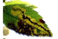 Stigmella