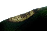 Phyllonorycter