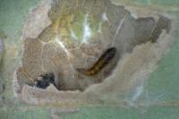 Phyllonorycter