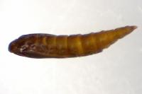 Phyllonorycter