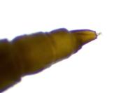 Phyllonorycter
