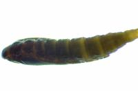 Phyllonorycter