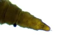 Phyllonorycter
