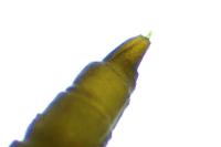 Phyllonorycter
