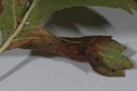 Phyllonorycter oxyacanthae