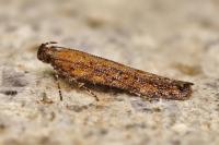 Scrobipalpa samadensis