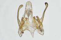 Scrobipalpa samadensis
