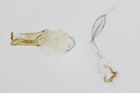 Scrobipalpa samadensis