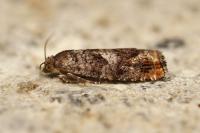 Epinotia rubiginosana