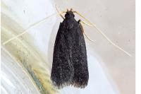 Eurodachtha canigella