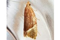 Thiodia torridana