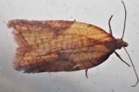 Acleris aspersana