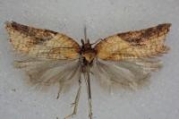 Acleris aspersana