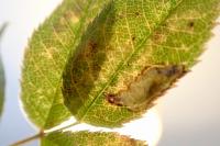 Coptotriche angusticollella