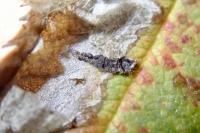 Coptotriche angusticollella