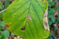 Parornix devoniella