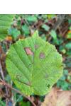 Stigmella microtheriella