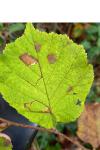 Stigmella microtheriella