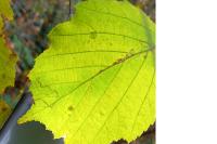 Stigmella floslactella