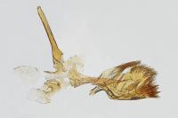 Infurcitinea walsinghami