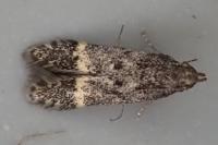 Monochroa sepicolella
