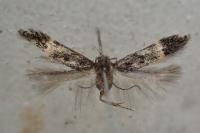 Monochroa sepicolella