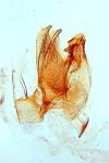 Monochroa sepicolella