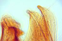 Monochroa sepicolella