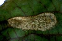 Phyllonorycter rajella