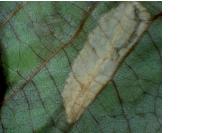 Phyllonorycter rajella