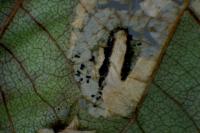 Phyllonorycter rajella
