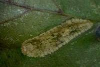 Phyllonorycter rajella