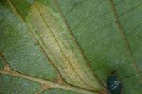 Phyllonorycter rajella