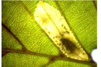 Phyllonorycter rajella