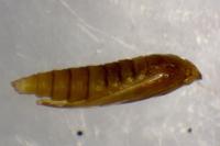 Phyllonorycter rajella