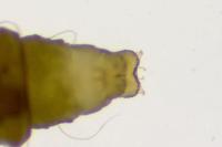 Phyllonorycter rajella