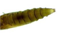 Phyllonorycter rajella