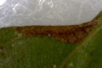 Phyllonorycter salictella