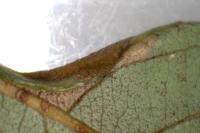Phyllonorycter salictella