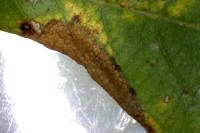 Phyllonorycter salictella