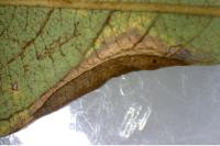 Phyllonorycter salictella