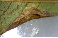 Phyllonorycter salictella