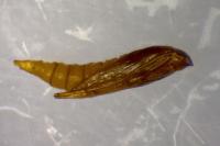 Phyllonorycter salictella