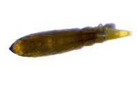 Phyllonorycter salictella