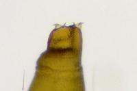 Phyllonorycter salictella
