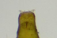Phyllonorycter salictella