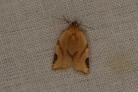 Paramesia gnomana