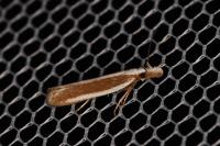 Dichomeris marginella