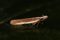 Dichomeris marginella