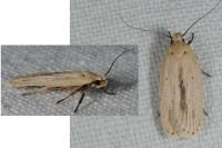 Agonopterix pallorella